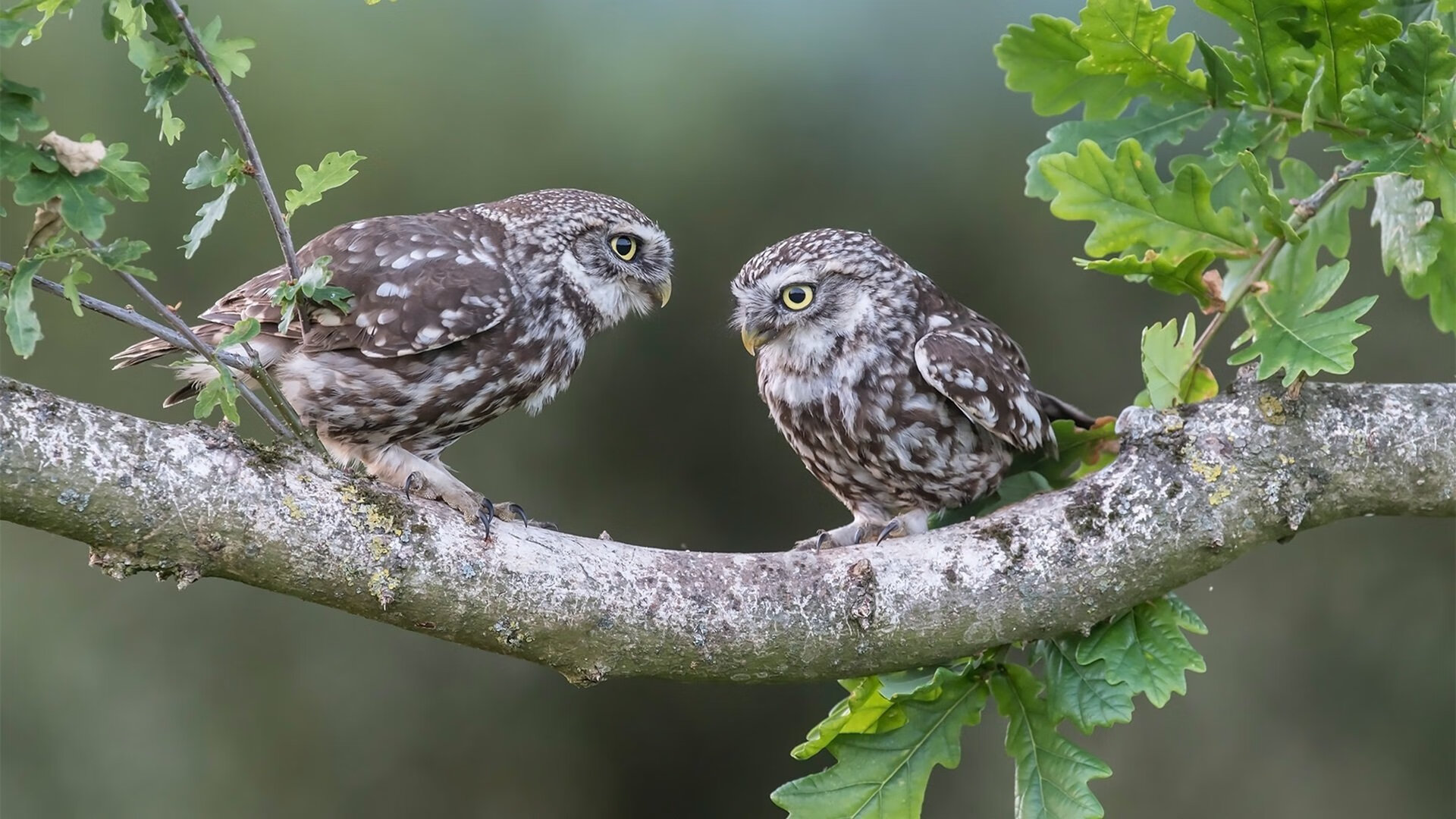 60分王座，难救密城！残阵灰熊加时咬碎奇才