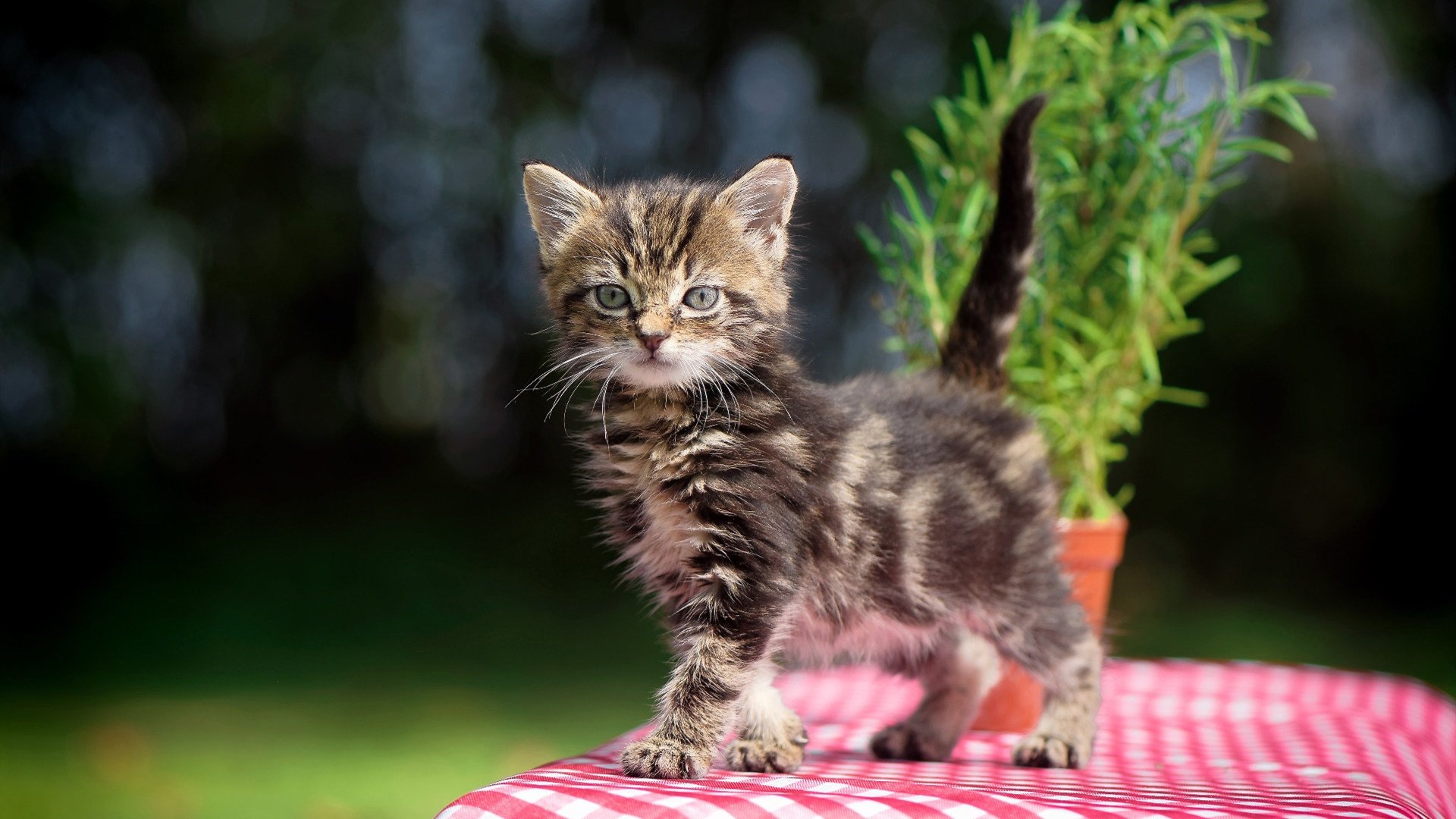 足球的两种胜利法则,莫德里奇的英雄时刻与委内瑞拉的系统绞杀