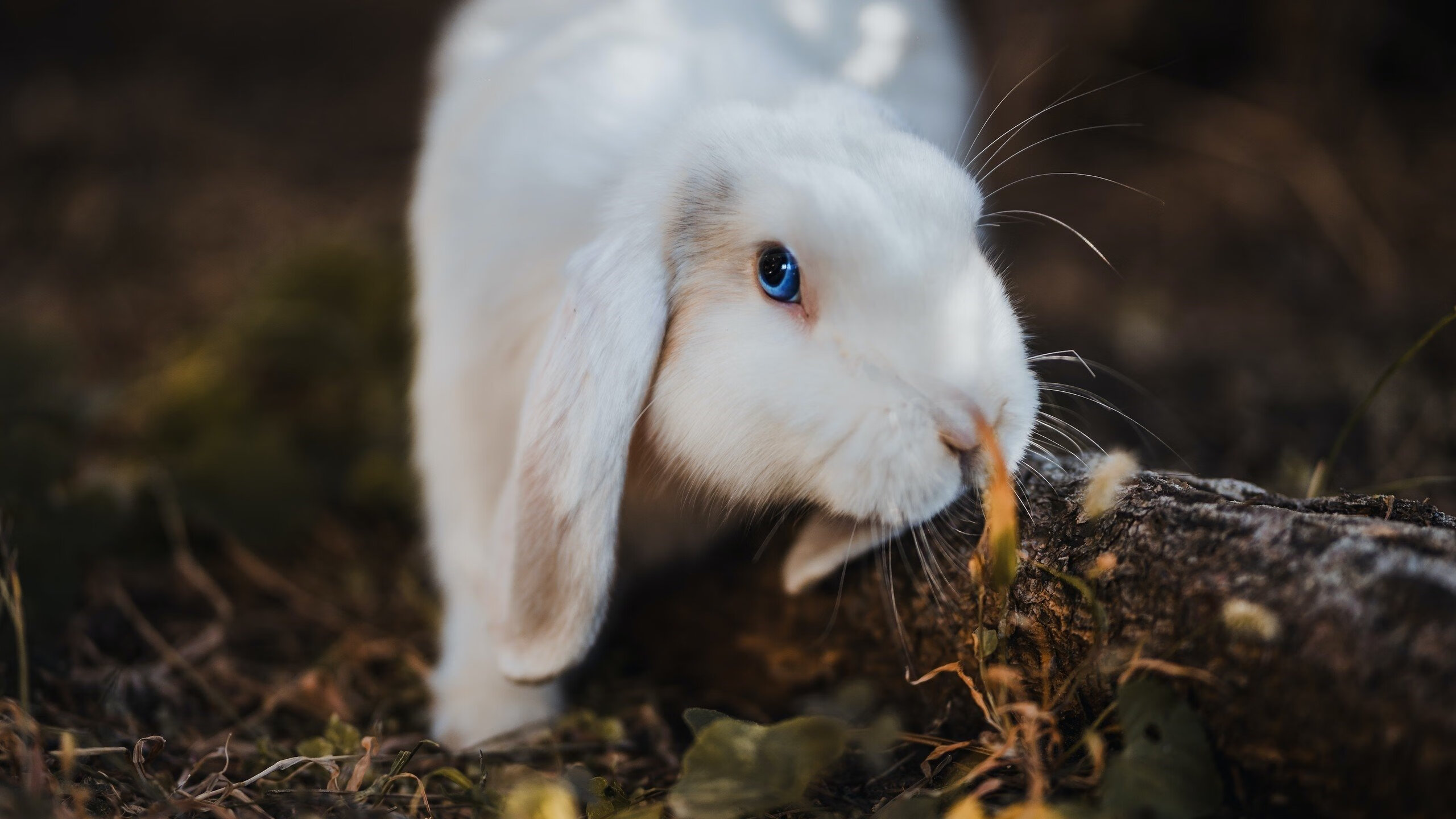 命运分叉口，森林狼终场绝杀与浓眉世界赛场的统治时刻