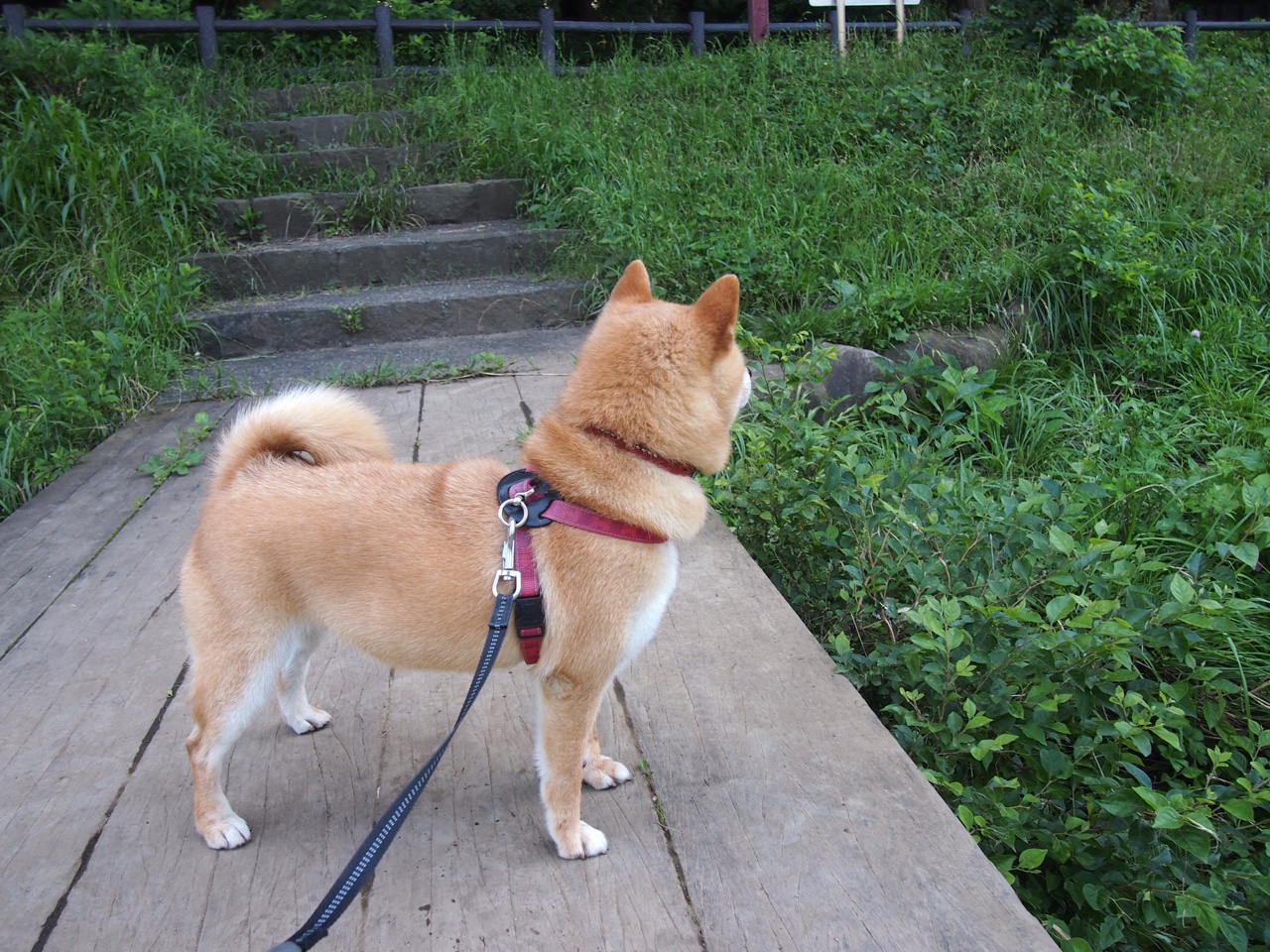 库里以欧冠级表现诠释伟大,淘汰赛之夜,稳定输出不掉线