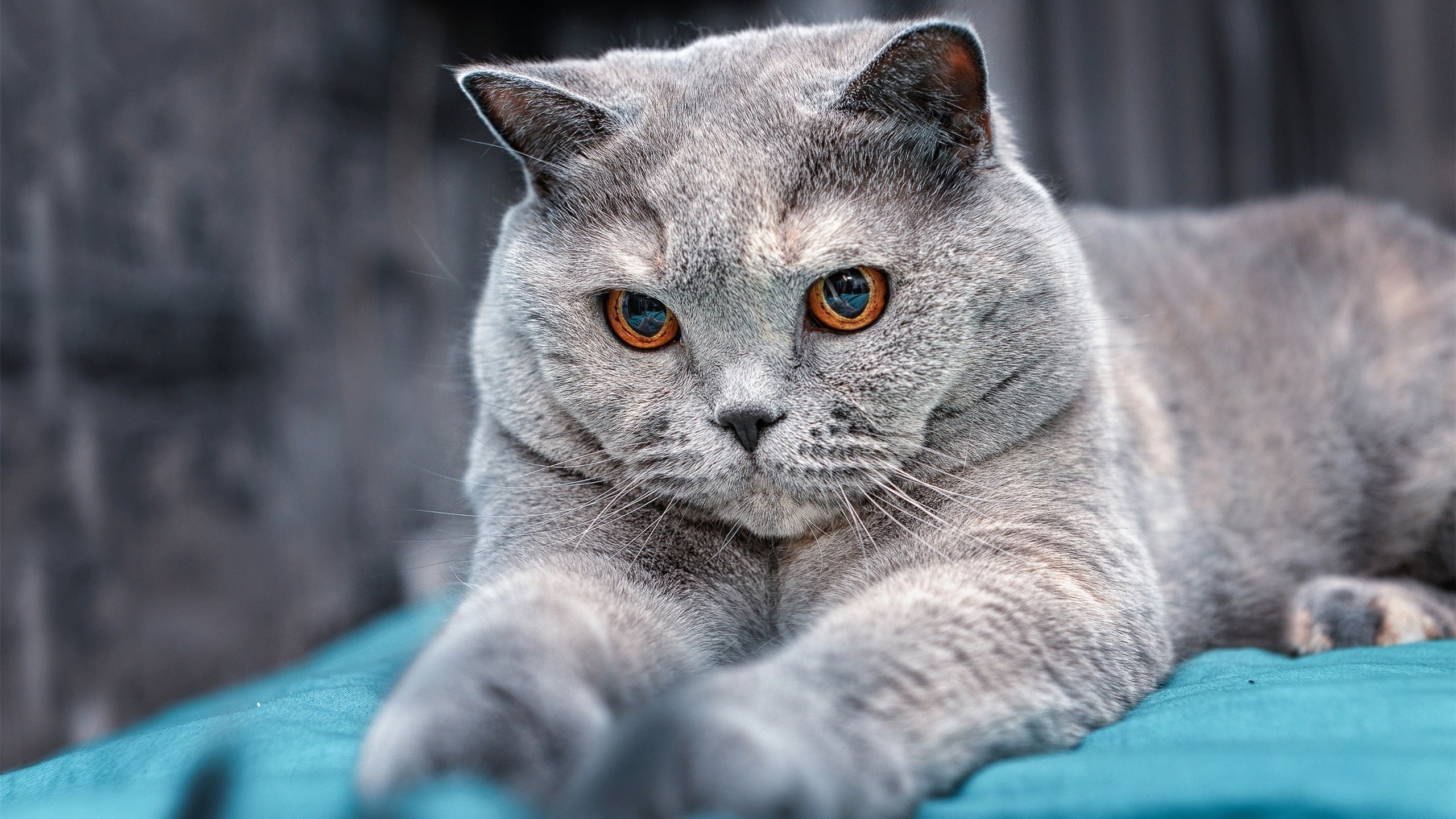 高光定格与绝境突围，西亚卡姆独舞夜，奇才加时苦胜背后的篮球美学