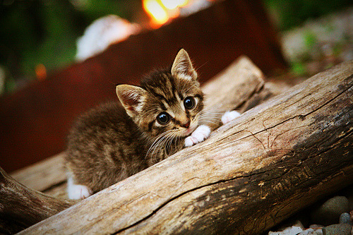 新战袍，旧血性，拉文末节统治助绿军掀翻航母
