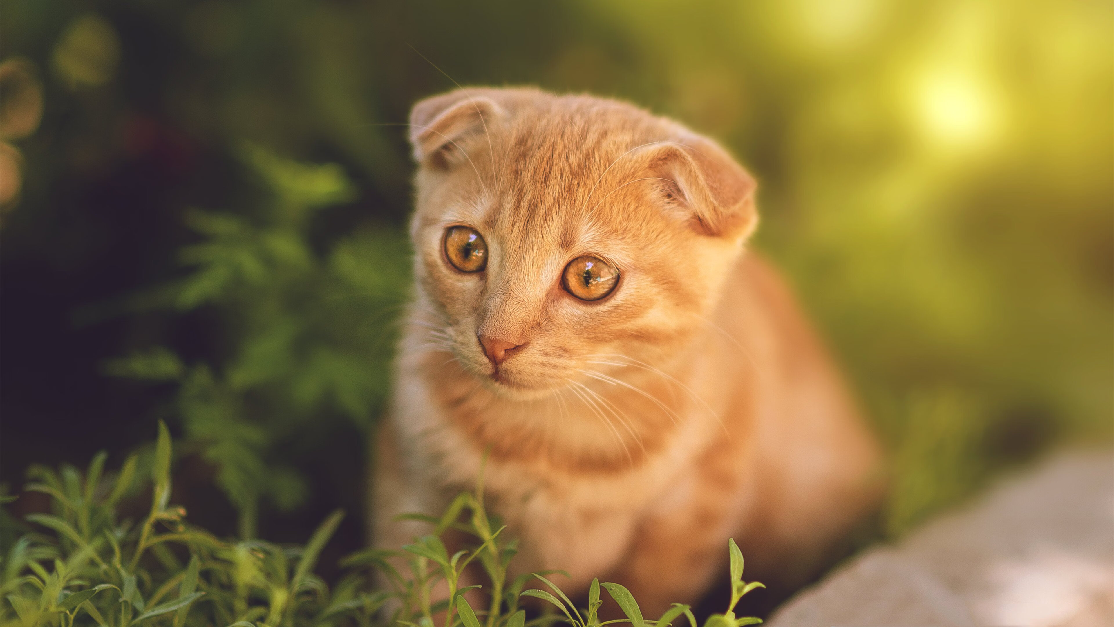 控场大师！杜兰特掌控全场节奏，广东队行云流水一波流带走公牛
