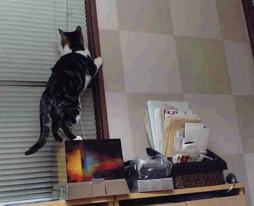 巨星闪光与团队碾压，格纳布里破茧，厄瓜多尔震撼世界