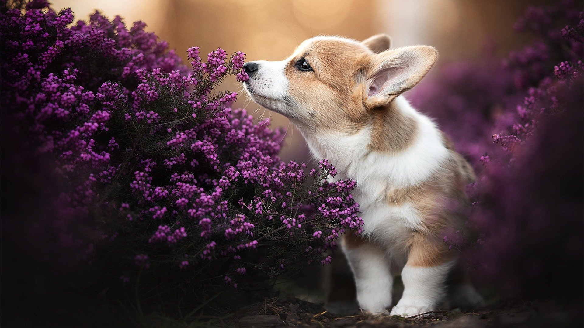 换季之时，从上海终结王朝到文班亚马照亮未来