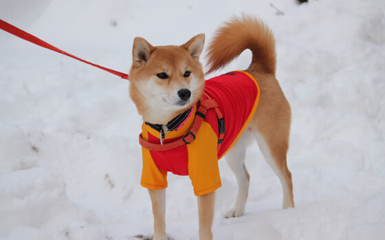锡安天神下凡!上海队借毁灭之力踏平天山,抢七之夜诞生跨次元神话