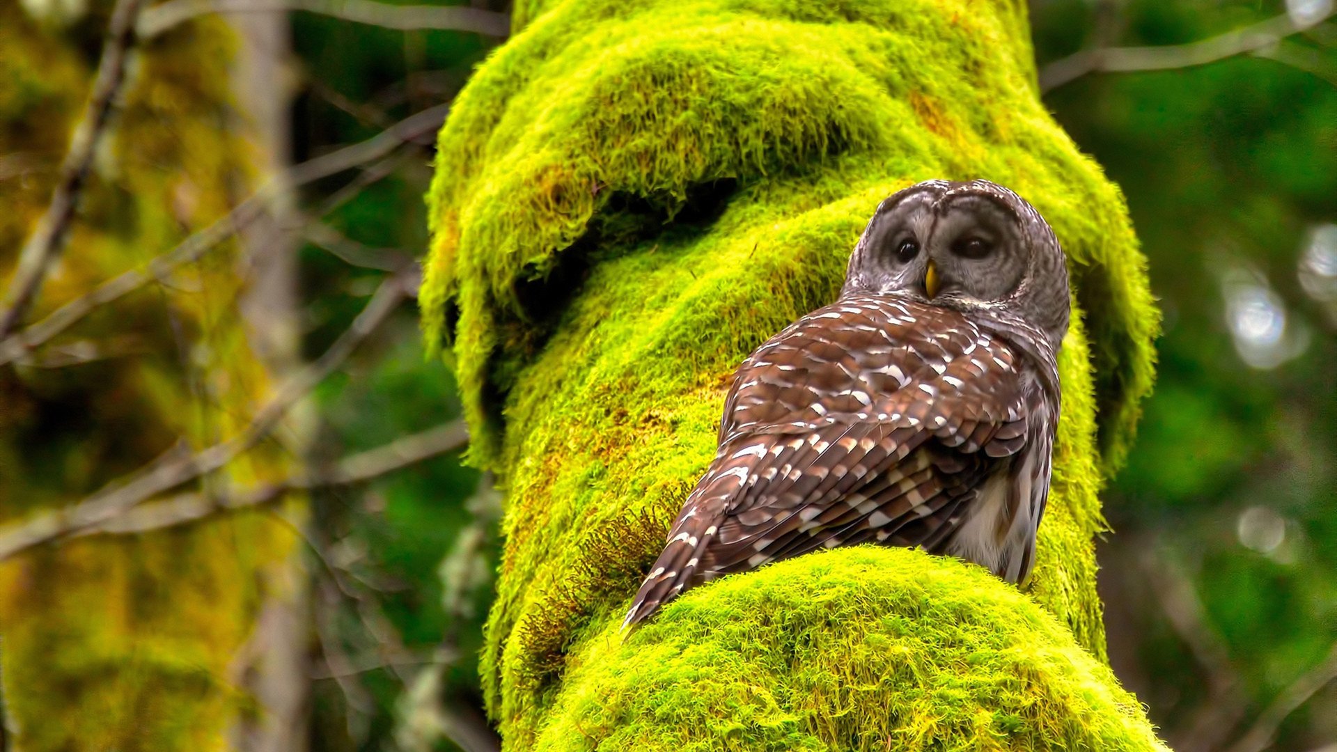 莱万关键先生闪耀,利物浦单节击溃哥伦比亚