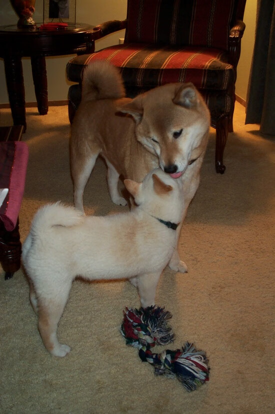 开云体育-数据迷雾，阿尔瓦雷斯的清晰爆炸与塞内加尔-威尔士的混沌鏖战