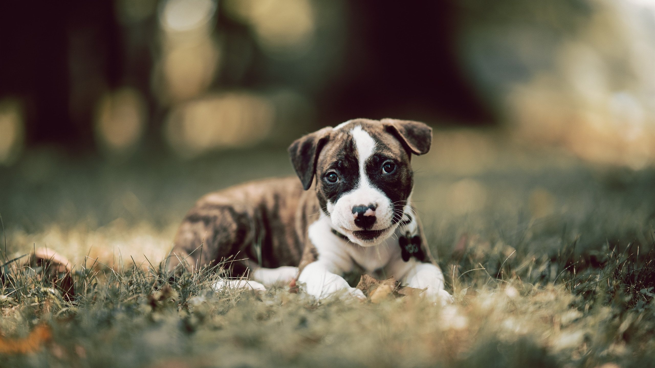 双线克莱日，广厦险胜雄鹿之夜，田径场上另一个克莱接管世界排名战