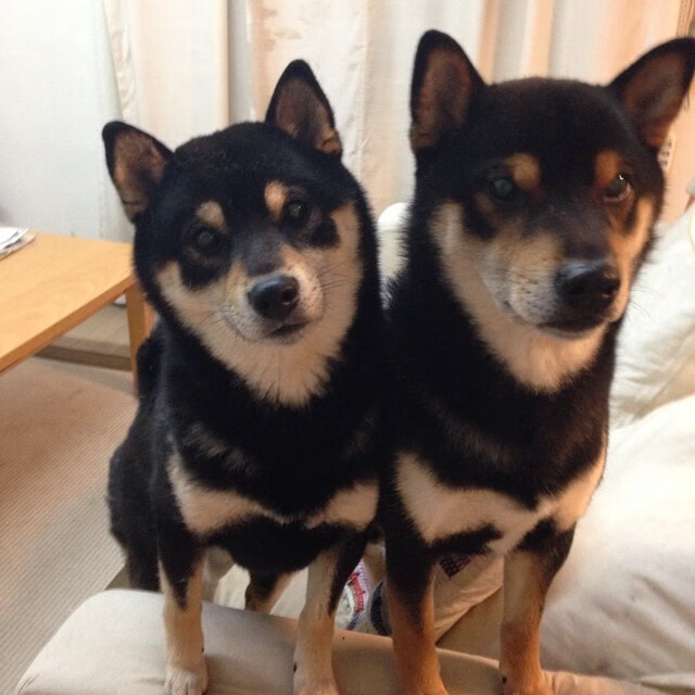 绝境绽放—乔治化身关键先生,上海男篮上演惊天逆转