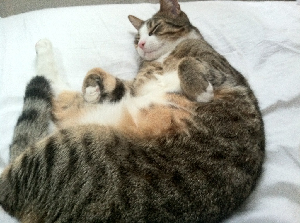 从麦迪逊花园到绿茵场,当纽约的挡拆哲学预言2026世界杯焦点战