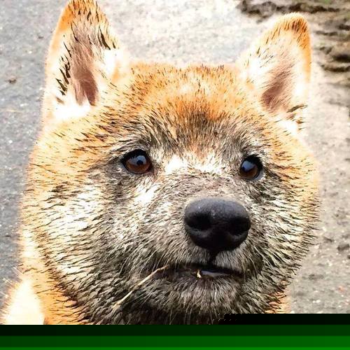 解锁胜利密码，保罗表现堪称教科书，北京队凭借团队之力击溃山西队