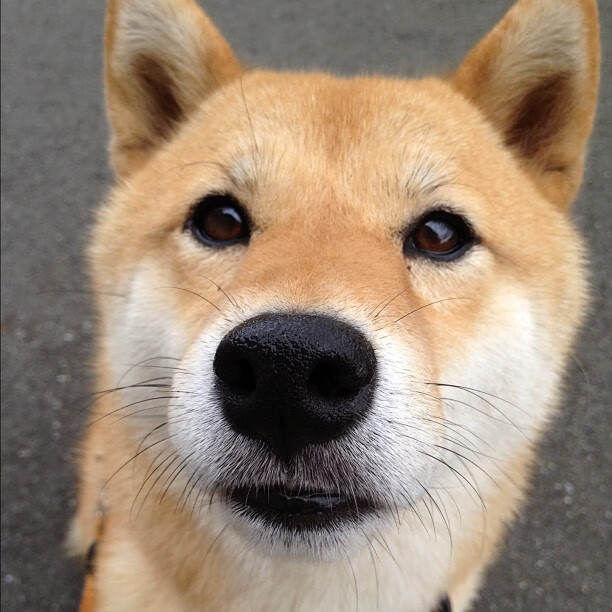 绿茵与篮网的交汇点，当深圳队掀翻波特兰开拓者的那个欧冠之夜