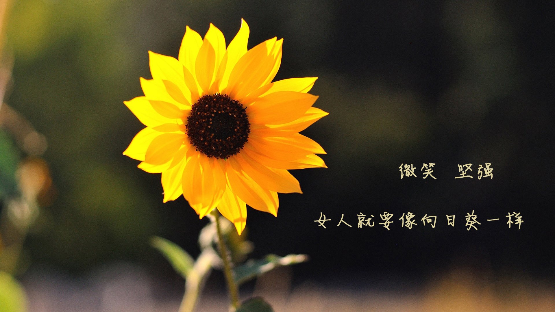 喀尔巴阡山的闪电,2026世界杯E组焦点战,斯托伊卡绝杀瑞士,阿方索·戴维斯封神之夜